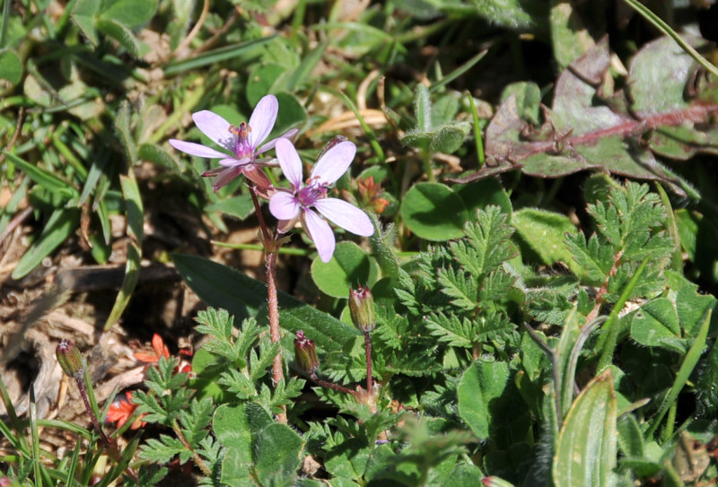 Erodium cicutarium